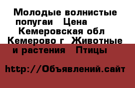 Молодые волнистые попугаи › Цена ­ 600 - Кемеровская обл., Кемерово г. Животные и растения » Птицы   